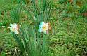 Fiori di primavera_18